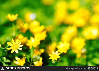 Small yellow spring flowers background, close-up