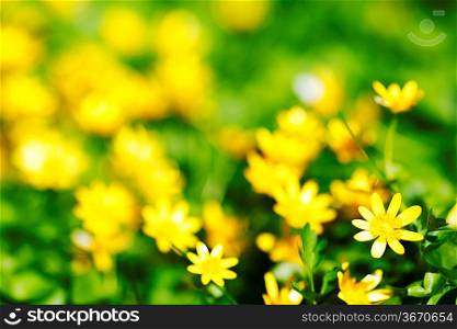 Small yellow spring flowers background, close-up