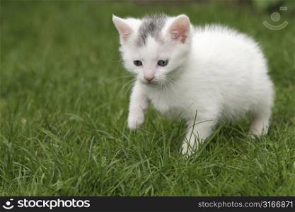 Small young cat walking a bit hesitantly through the garden