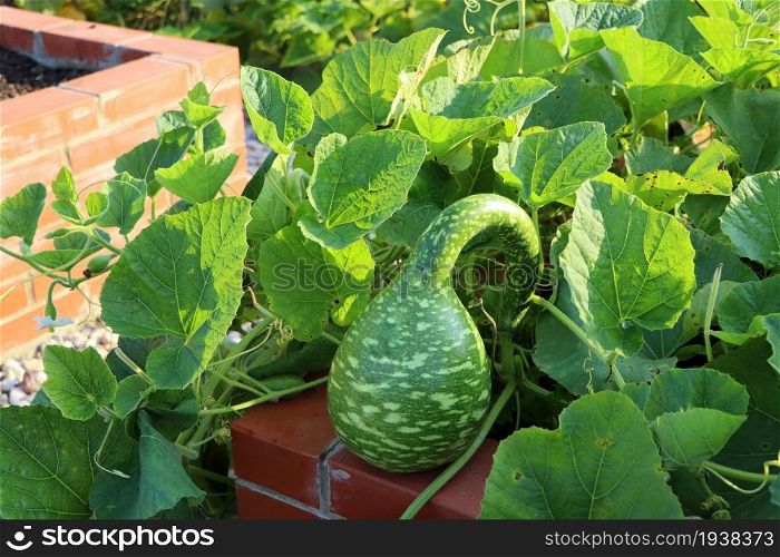 Small young green bottle shaped lagenaria pumpkin in the garden.. Small young green bottle shaped lagenaria pumpkin in the garden