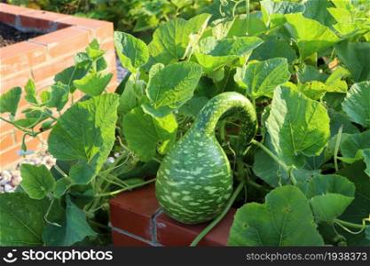 Small young green bottle shaped lagenaria pumpkin in the garden.. Small young green bottle shaped lagenaria pumpkin in the garden