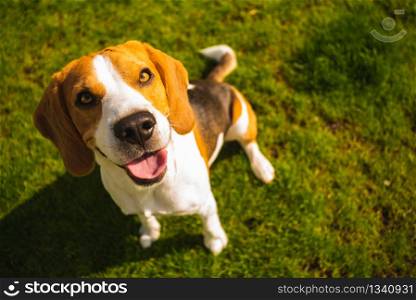 Smart cute beagle dog in park on green grass. Copy space background. Smart cute beagle dog in park on green grass.