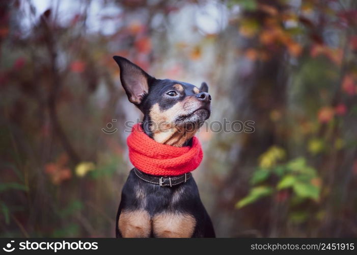 Smart dog terrier with ideal data stands in the autumn forest.Wearing a red scarf. Picturesque portrait of a dog.