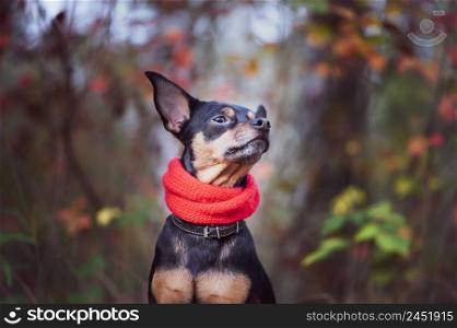 Smart dog terrier with ideal data stands in the autumn forest.Wearing a red scarf. Picturesque portrait of a dog.