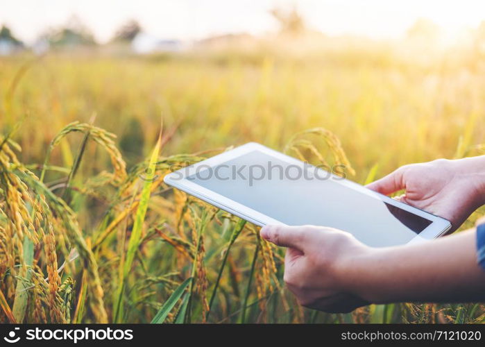 Smart farming Agricultural technology and organic agriculture Woman using the research tablet and studying the development of rice varieties in rice field