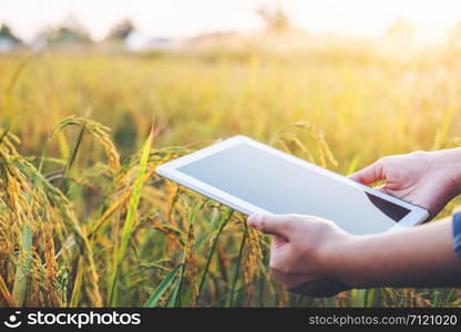 Smart farming Agricultural technology and organic agriculture Woman using the research tablet and studying the development of rice varieties in rice field