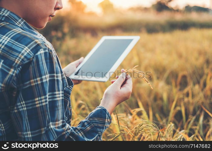 Smart farming Agricultural technology and organic agriculture Woman using the research tablet and studying the development of rice varieties in rice field