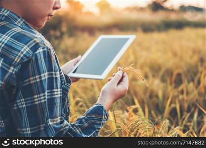 Smart farming Agricultural technology and organic agriculture Woman using the research tablet and studying the development of rice varieties in rice field