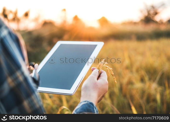 Smart farming Agricultural technology and organic agriculture Woman using the research tablet and studying the development of rice varieties in rice field