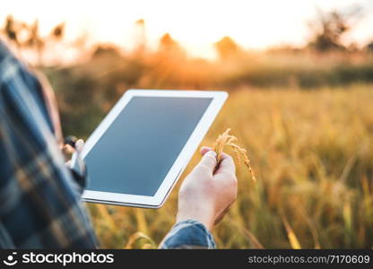 Smart farming Agricultural technology and organic agriculture Woman using the research tablet and studying the development of rice varieties in rice field