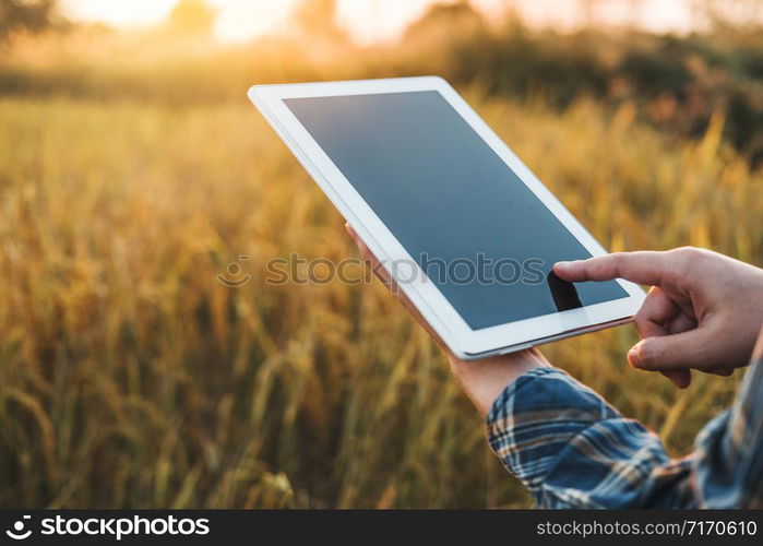 Smart farming Agricultural technology and organic agriculture Woman using the research tablet and studying the development of rice varieties in rice field