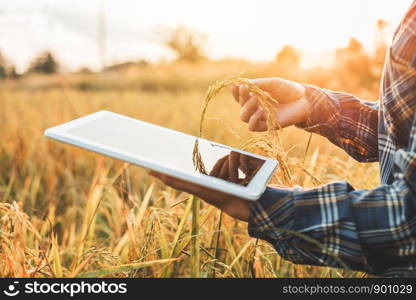 Smart farming Agricultural technology and organic agriculture Woman using the research tablet and studying the development of rice varieties in rice field