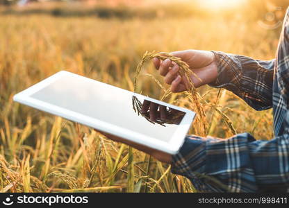 Smart farming Agricultural technology and organic agriculture Woman using the research tablet and studying the development of rice varieties in rice field