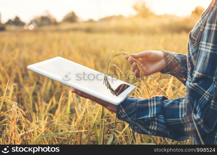 Smart farming Agricultural technology and organic agriculture Woman using the research tablet and studying the development of rice varieties in rice field