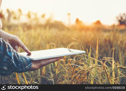 Smart farming Agricultural technology and organic agriculture Woman using the research tablet and studying the development of rice varieties in rice field