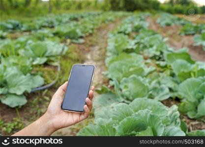 Smart farming, using modern technology mobile in agriculture, vegetable organic farming