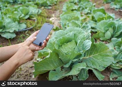 Smart farming, woman hands using modern technology mobile in agriculture, vegetable organic farming