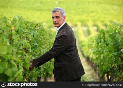 Smart man in a vineyard