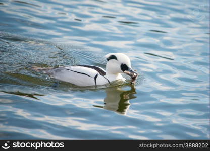 Smew, Mergellus albellus, catching a frog