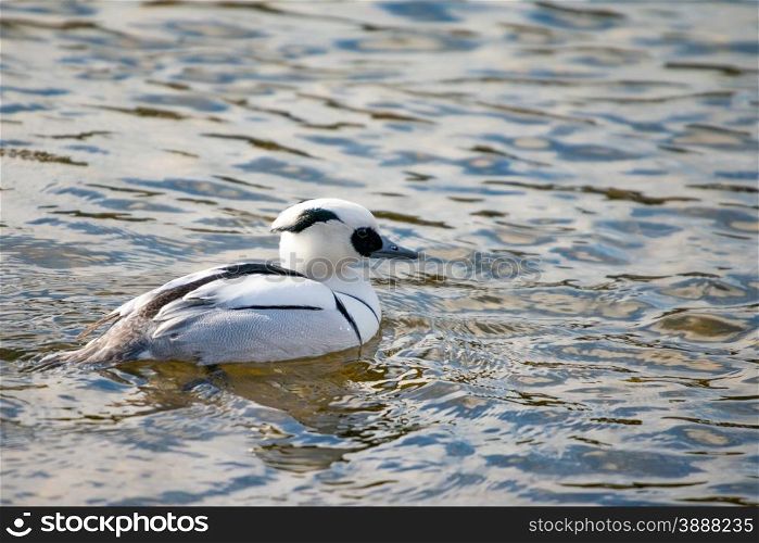 Smew, Mergellus albellus, swimming in lake.