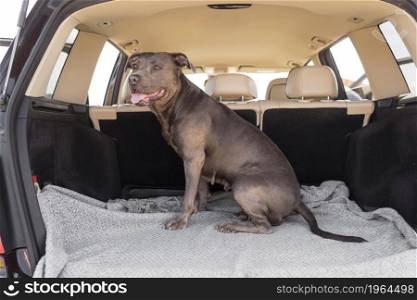 smiley dog staying car trunk. High resolution photo. smiley dog staying car trunk. High quality photo