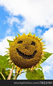 Smiley face on a sunflower made by showing seeds