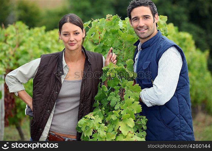 Smiling couple working in a vineyard