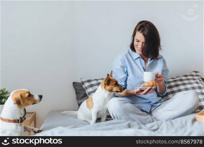 Smiling delightful brunette female in pyjamas has breakfast in bed, tastes delicious croissant with tea, looks happily at her pet who asks to eat. Pretty young woman in pyjamas rests in bedroom