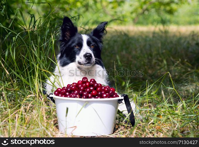 Smiling dog breed border collie lying on the grass near a bucket of cherries.. Dog breed border collie lying on the grass near a bucket of cherries.