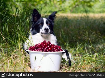 Smiling dog breed border collie lying on the grass near a bucket of cherries.. Dog breed border collie lying on the grass near a bucket of cherries.