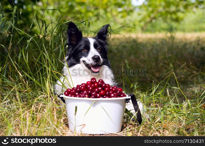 Smiling dog breed border collie lying on the grass near bucket of cherries.. Smiling dog breed border collie lying on the grass near a bucket of cherries.