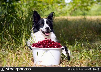 Smiling dog breed border collie lying on the grass near bucket of cherries.. Smiling dog breed border collie lying on the grass near a bucket of cherries.