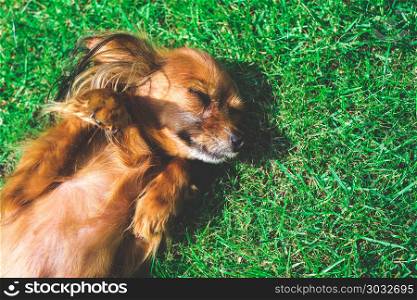 smiling dog lying on green grass