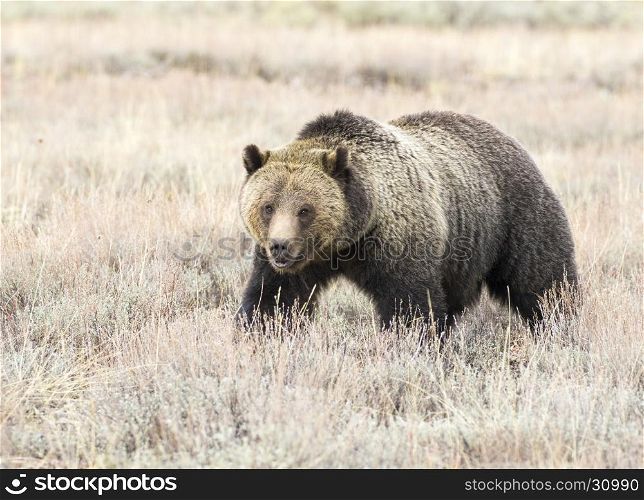 Smiling grizzly bear feeding on tubers and seeds in sagebrush meadow