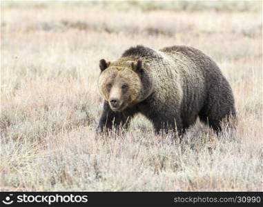 Smiling grizzly bear feeding on tubers and seeds in sagebrush meadow