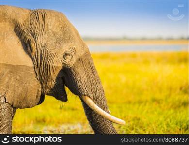 Smiling happy elephant in Africa with blurred background for copy space
