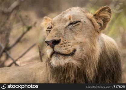Smiling Lion in the Kruger National Park, South Africa.