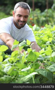 Smiling man picking peppers