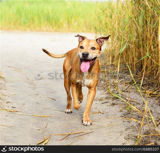 smiling redhead American pit bulls walking on nature, summer day
