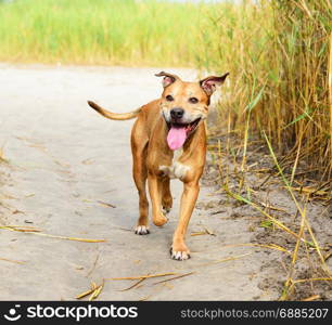smiling redhead American pit bulls walking on nature, summer day