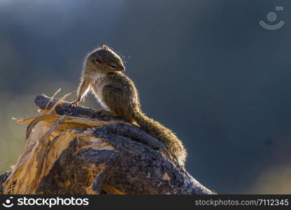 Smith bush squirrel in Kruger National park, South Africa ; Specie Paraxerus cepapi family of Sciuridae. Smith bush squirrel in Kruger National park, South Africa