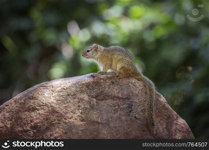 Smith bush squirrel standing on a rock with natural background in Kruger National park, South Africa ; Specie Paraxerus cepapi family of Sciuridae. Smith bush squirrel in Kruger National park, South Africa