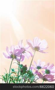 Smmer field with pink fresh cosmos flowers and sunshine, fancy toned. Cosmos pink flowers
