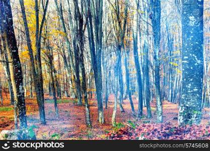 Smoke in the sunny autumn forest. Park with yellow and red trees
