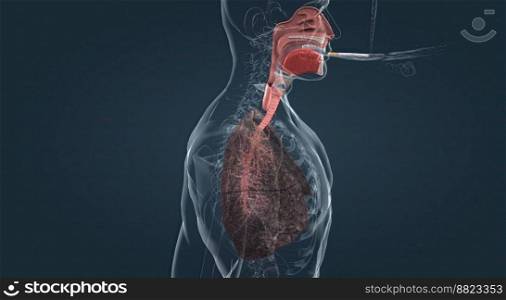 Smoking can cause lung disease by damaging your airways and the small air sacs  alveoli  found in your lungs. 3D illustration. Smoking irritates the lungs over time