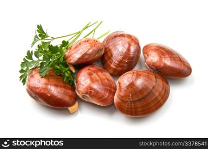 Smooth clams isolated on a white background