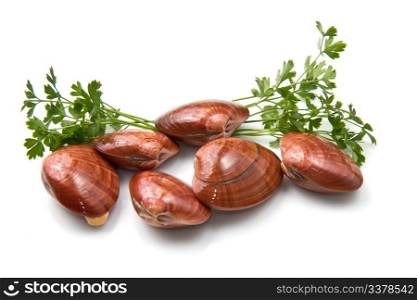 Smooth clams isolated on a white background