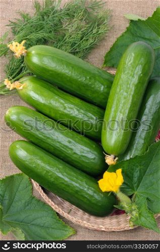 Smooth cucumbers in a basket, against leaves.