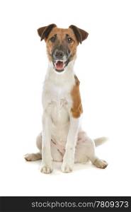 Smooth Fox Terrier. Fox Terrier (Smooth) in front of a white background