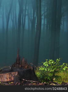 Snag in a foggy, mystical forest left by wood-cutters ... and its new sapling beside it.